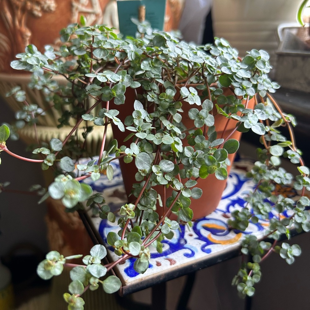 Pilea Aquamarine in 3 inches container